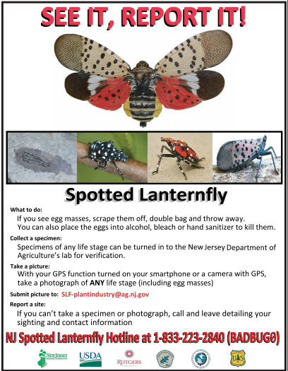 Spotted Lanterfly